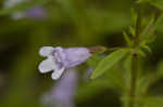 Limestone calamint